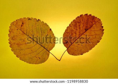 water drops autumn  yellow gold background close-up setting sun  leaf
