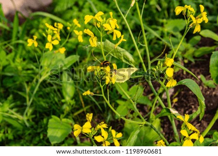 Small, inconspicuous yellow flowers attract the subtle pleasant aroma of butterflies, bumblebees, flies.