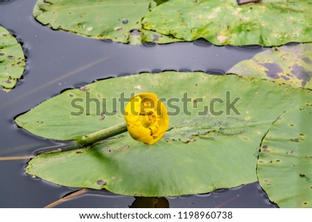 Yellow water lilies rose from the depths of the river. Huge round green leaves lie on the water surface. Flowers and leaves are reflected in the water.