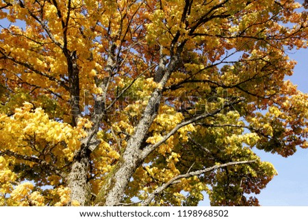 Maple tree with red and yellow leaves on a sunny autumn day in Latvia