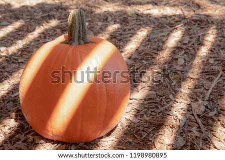 Traditional orange pumpkin in early morning or late afternoon shadow of farm fence, soft focus for effect, autumn halloween or thanksgiving market farm display, text copy space