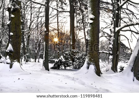 Winter forest. Winter landscape.