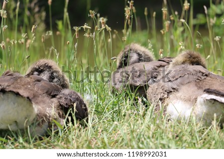 New born Canadian Geese relaxing with their parents on a warm spring day: Spring Walk in the park: Ontario Canada