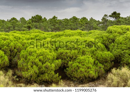 Pine Tree Forest in Vila Real Santo Antonio. Algarve, Portugal