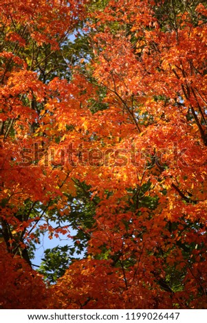 Beautiful red-orange colored leaves of the Sugar Maple tree (Acer saccharum) Royalty-Free Stock Photo #1199026447
