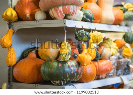 Different pumpkins on city market in autumn - decoration for Halloween