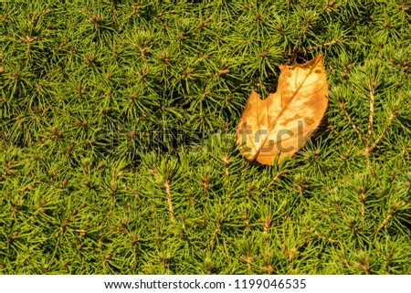 single orange fall leaf on a pine needle green background