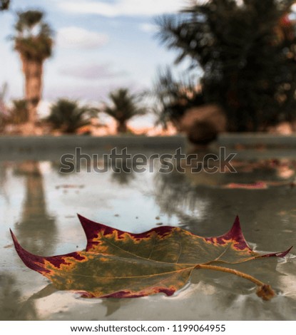 Autumn Fall Style Picture with Leaf for your creative ideas.