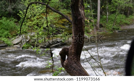 Crooked Tree on a Rushing River