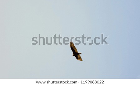 Picture of a bird soaring through the sky.