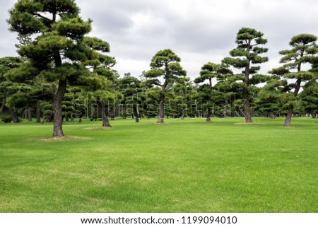 Beautiful park and trees near the Imperial Palace of Tokyo.  Japan