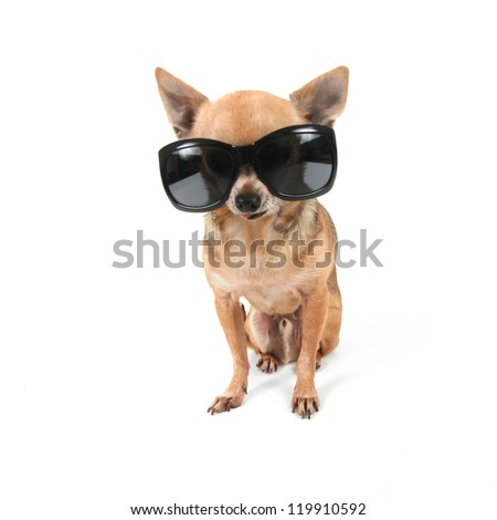 a cute chihuahua with sunglasses on