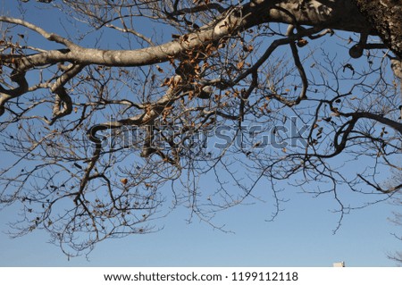 branches silhouette in the sky