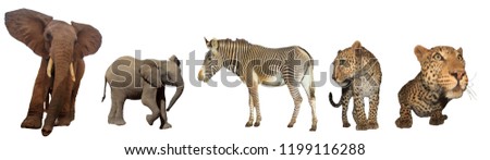 African wildlife isolated. Elephant, Zebra and Leopards on white background 
