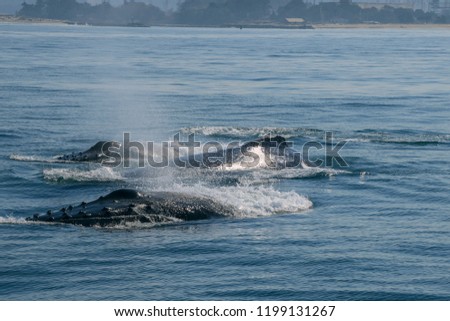 whale watching in Monterey