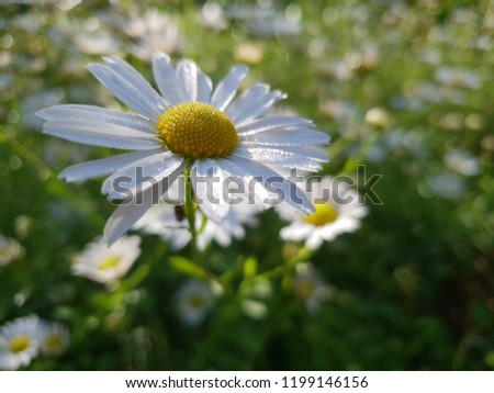 Pretty Siberian Chrysanthemum image background