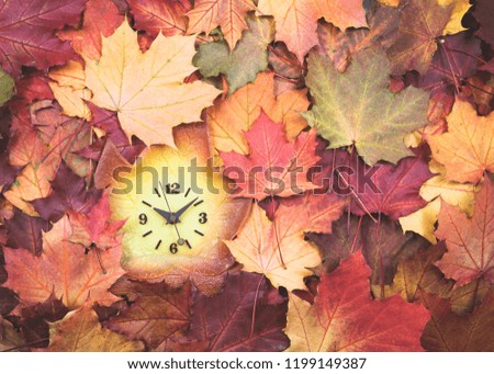 Clock maple leaf shape in autumn fallen leaves