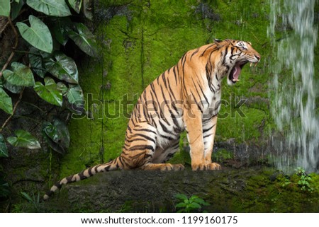 tiger action in the nature.