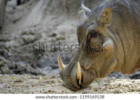 Closeup of a warthog