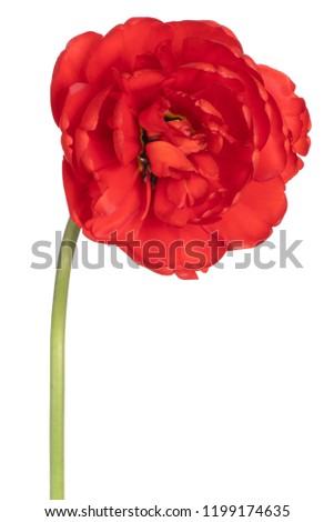 Studio Shot of Red Colored Tulip Flower Isolated on White Background. Large Depth of Field (DOF). Macro. Close-up.