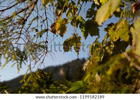 Herbst Landschaft mit Laubbäumen Nadelbäumen Sträucher. Im Hintergrund Berge, Hügel und blauer Himmel mit Wolken. 