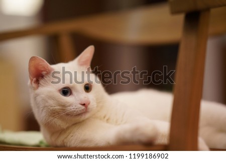 One cute white cat with the different color eyes
