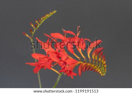 Fine art still life color macro image of a single isolated red montbretia / crocosmia stem with blossoms and a stem with buds on gray paper background in vintage painting style