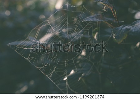 Spiderweb on the bush