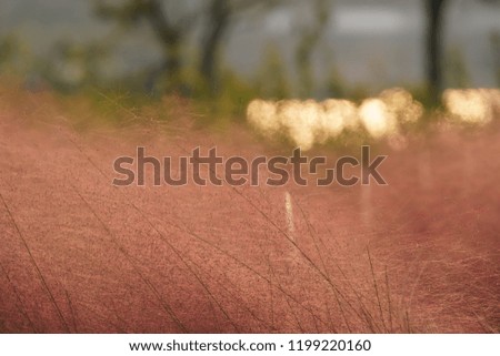 The beautiful sunset view with the colorful reeds along the river and warm sunset sunlight
