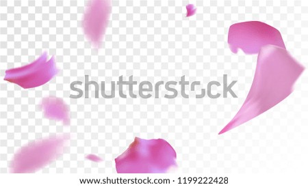 Pink Cherry Blossom Falling Down. Isolated Vector illustration of Cherry Blossom. Flying Pink Sakura Petals Background. Design of Greeting or Invitation Card. 
