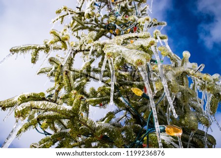 Frozen Christmas tree outside, glistening in sunlight