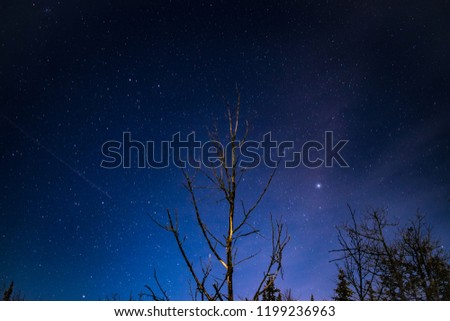 Silhouette of tree in night sky