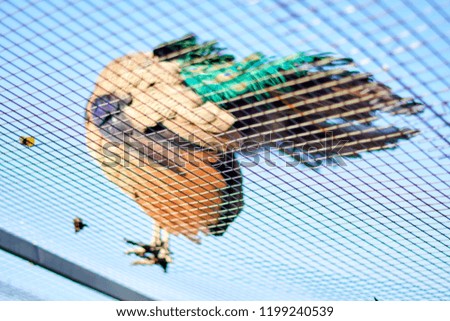 A blue peafowl sits on a cage, blurred background.
