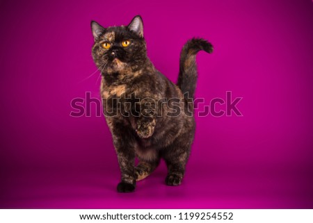Studio photography of a british shorthair cat on colored backgrounds