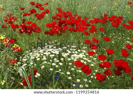 Poppies flowers on green field background. artvin/turkey