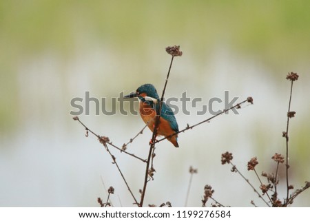 Common Kingfisher on branch