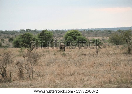 Black rhinos in the bush, Kruger NP ,South Africa