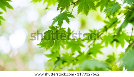 Japanese green maple leaves on blurred background.