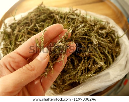 Photo of dried Siliquose Pelvetia plants, called Lujiaocai in Chinese, in a hand and in a plastic bag.  