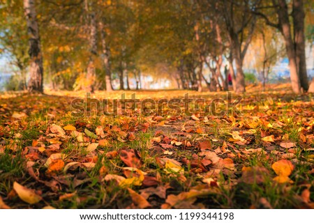 Autumn Trees, Colorful Fall Foliage. City Park Alley. Royalty-Free Stock Photo #1199344198