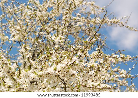 spring blossomed tree