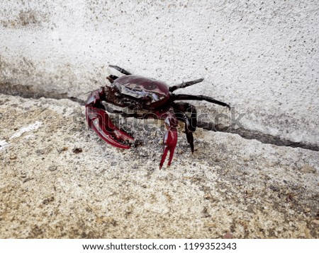 Crab on the cement floor