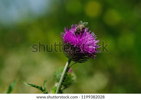 bee sits on a purple flower. the bee collects nectar