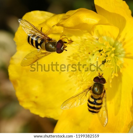 Two hoverflies Syrphus ribesii collecting pollen on a yellow poppy flower