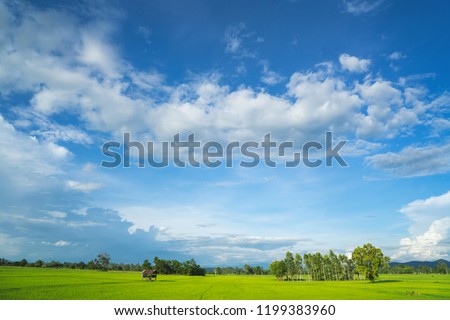 Beautiful green young paddy  rice field and wide cloudy sky in rainy season.  Natural landscape scene. Farm land scenic Agriculture land plot for sales. North of Thailand.