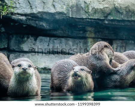 Asian small-clawed otter hunting in the wild