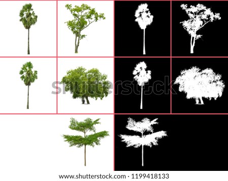 big picture of tree isolated on white background with alpha channel for dicut easy to use
