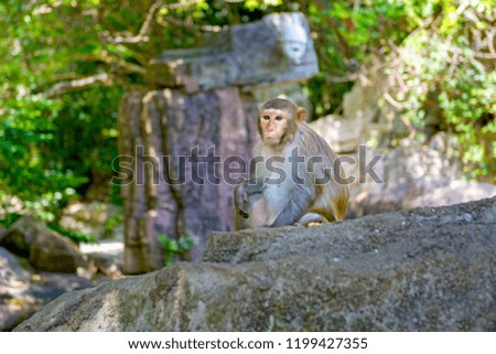 monkeys running around in the jungle, eating. small and big plays and bask in the Sun. Monkey Island