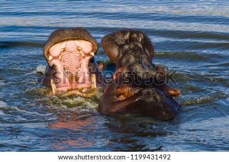Angry hippopotamus with a big teeth  in wild life and eating some vegetables. Specie Hippopotamus amphibius family of Hippopotamidae. Sasalı /  İzmir Province.