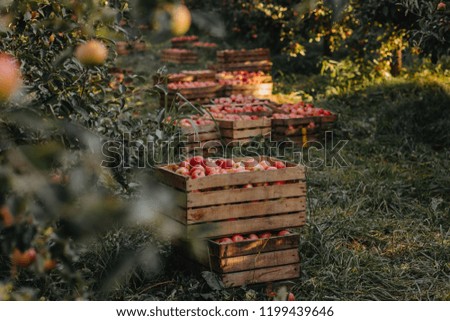 Apples in boxes in a garden. Red apples Royalty-Free Stock Photo #1199439646